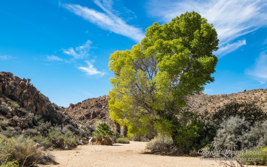 Cholla, Cottonwood Spring, Desert, Irrigation, Joshua Tree National Park, Landscape, Nature, Photography, Salton Sea, Travel