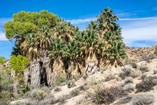 Cholla, Cottonwood Spring, Desert, Irrigation, Joshua Tree National Park, Landscape, Nature, Photography, Salton Sea, Travel