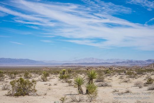 Cholla, Cottonwood Spring, Desert, Irrigation, Joshua Tree National Park, Landscape, Nature, Photography, Salton Sea, Travel
