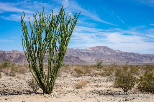 Cholla, Cottonwood Spring, Desert, Irrigation, Joshua Tree National Park, Landscape, Nature, Photography, Salton Sea, Travel