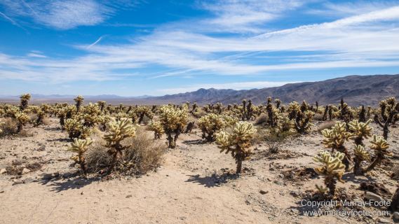 Cholla, Cottonwood Spring, Desert, Irrigation, Joshua Tree National Park, Landscape, Nature, Photography, Salton Sea, Travel