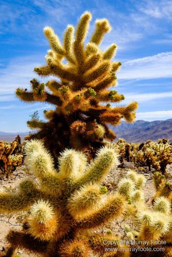 Cholla, Cottonwood Spring, Desert, Irrigation, Joshua Tree National Park, Landscape, Nature, Photography, Salton Sea, Travel