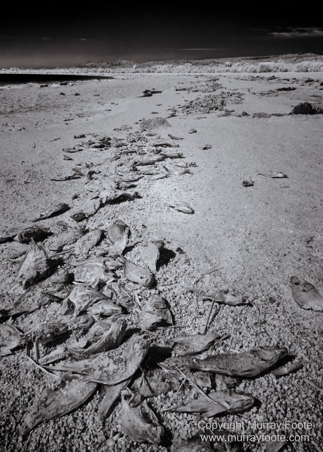 Art, Black and White, Ecology, Infrared, Landscape, Monochrome, Nature, Photography, Salton Sea, Sculpture, Slab City, Travel, Wildlife