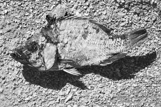 Art, Black and White, Infrared, Landscape, Los Angeles, Los Angeles County Museum of Art, Monochrome, Nature, Photography, Salton Sea, Sculpture, Travel, Wilderness