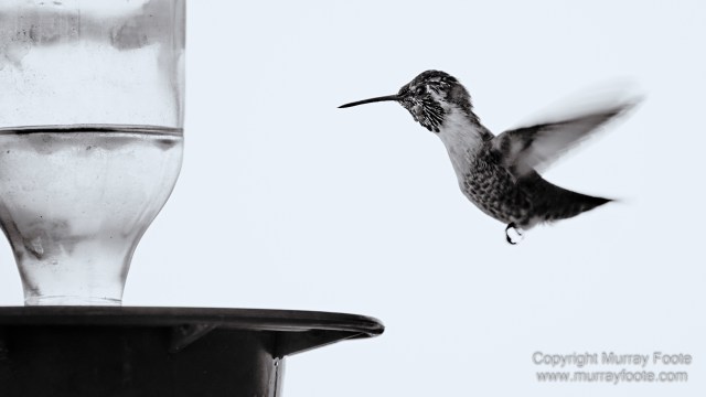 Art, Black and White, Ecology, Infrared, Landscape, Monochrome, Nature, Photography, Salton Sea, Sculpture, Slab City, Travel, Wildlife