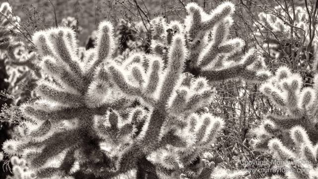 Black and White, Desert, Infrared, Joshua Tree National Park, Landscape, Monochrome, Nature, Photography, Salton Sea, Travel, Wildlife
