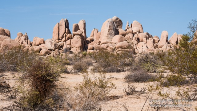 Desert, Hidden Valley, Joshua Tree National Park, Jumbo Rocks, Landscape, Nature, Photography, Travel, Wilderness, Wildlife