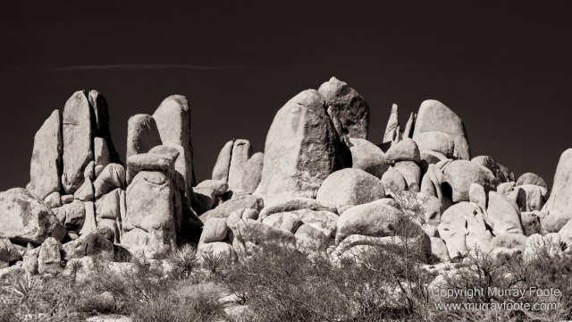 Black and White, Desert, Infrared, Joshua Tree National Park, Landscape, Monochrome, Nature, Photography, Salton Sea, Travel, Wildlife