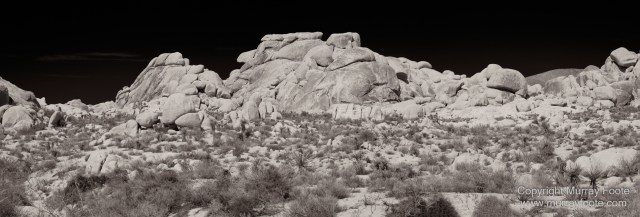 Black and White, Desert, Infrared, Joshua Tree National Park, Landscape, Monochrome, Nature, Photography, Salton Sea, Travel, Wildlife