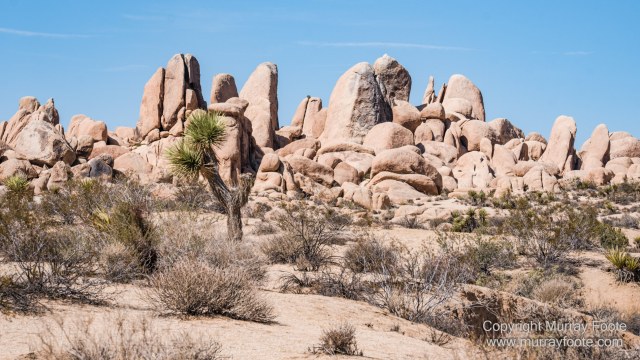 Desert, Hidden Valley, Joshua Tree National Park, Jumbo Rocks, Landscape, Nature, Photography, Travel, Wilderness, Wildlife