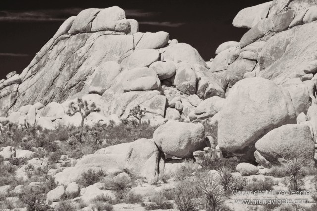 Black and White, Desert, Infrared, Joshua Tree National Park, Landscape, Monochrome, Nature, Photography, Salton Sea, Travel, Wildlife