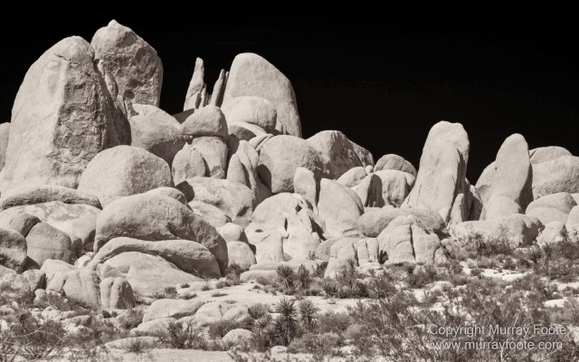 Black and White, Desert, Infrared, Joshua Tree National Park, Landscape, Monochrome, Nature, Photography, Salton Sea, Travel, Wildlife