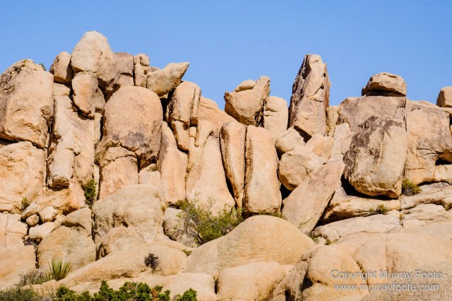 Desert, Hidden Valley, Joshua Tree National Park, Jumbo Rocks, Landscape, Nature, Photography, Travel, Wilderness, Wildlife