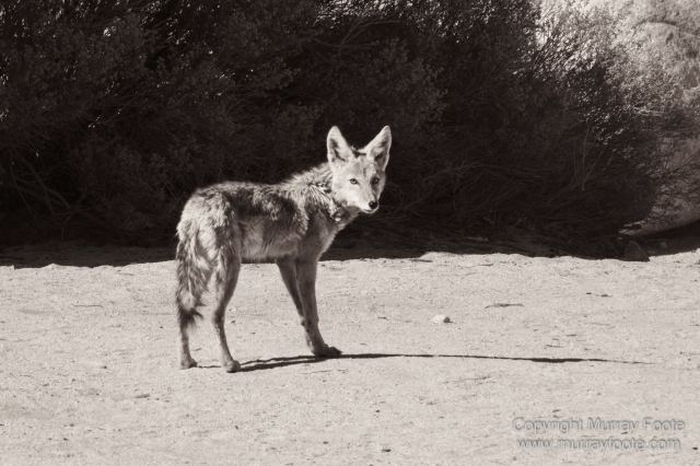 Black and White, Desert, Infrared, Joshua Tree National Park, Landscape, Monochrome, Nature, Photography, Salton Sea, Travel, Wildlife