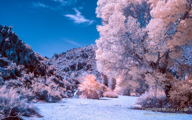 Cholla, Cottonwood Spring, Desert, Hidden Valley, Infrared, Joshua Tree National Park, Jumbo Rocks, Landscape, Nature, Photography, Travel, Wilderness
