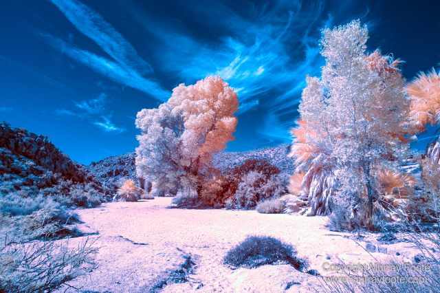 Cholla, Cottonwood Spring, Desert, Hidden Valley, Infrared, Joshua Tree National Park, Jumbo Rocks, Landscape, Nature, Photography, Travel, Wilderness