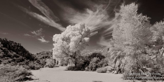 Black and White, Desert, Infrared, Joshua Tree National Park, Landscape, Monochrome, Nature, Photography, Salton Sea, Travel, Wildlife