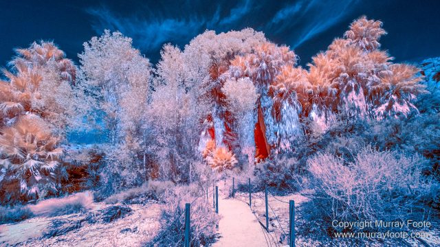 Cholla, Cottonwood Spring, Desert, Hidden Valley, Infrared, Joshua Tree National Park, Jumbo Rocks, Landscape, Nature, Photography, Travel, Wilderness