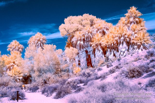 Cholla, Cottonwood Spring, Desert, Hidden Valley, Infrared, Joshua Tree National Park, Jumbo Rocks, Landscape, Nature, Photography, Travel, Wilderness