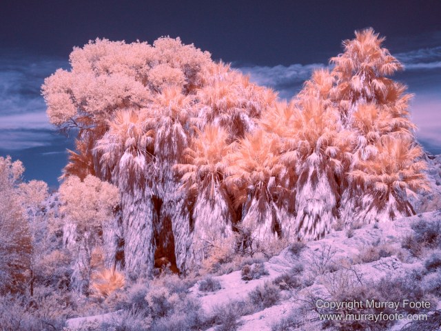 Cholla, Cottonwood Spring, Desert, Hidden Valley, Infrared, Joshua Tree National Park, Jumbo Rocks, Landscape, Nature, Photography, Travel, Wilderness