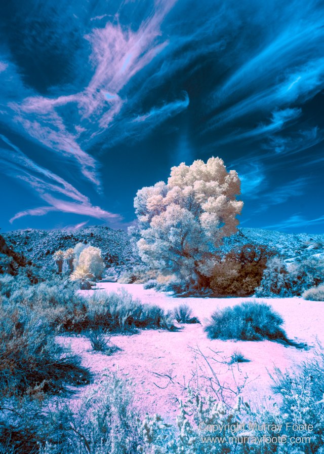 Cholla, Cottonwood Spring, Desert, Hidden Valley, Infrared, Joshua Tree National Park, Jumbo Rocks, Landscape, Nature, Photography, Travel, Wilderness