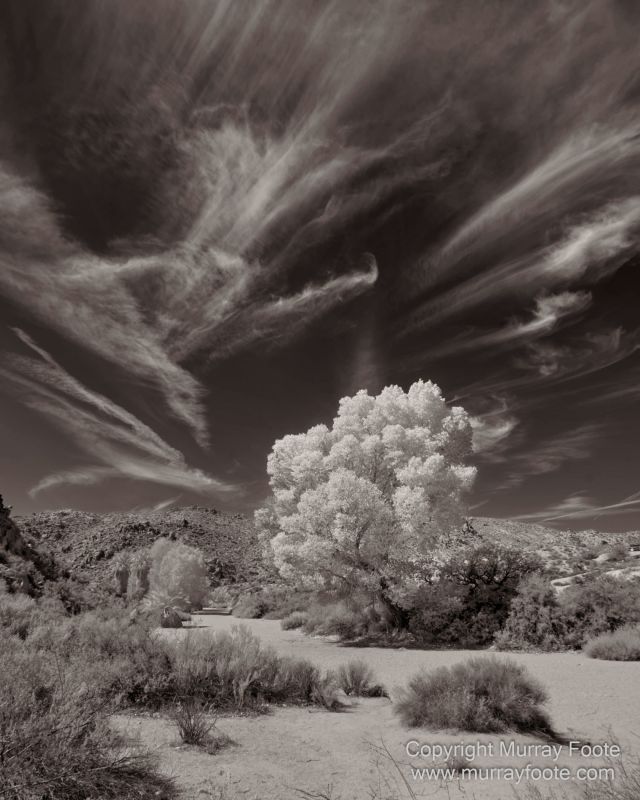 Black and White, Desert, Infrared, Joshua Tree National Park, Landscape, Monochrome, Nature, Photography, Salton Sea, Travel, Wildlife