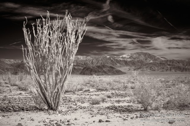 Black and White, Desert, Infrared, Joshua Tree National Park, Landscape, Monochrome, Nature, Photography, Salton Sea, Travel, Wildlife