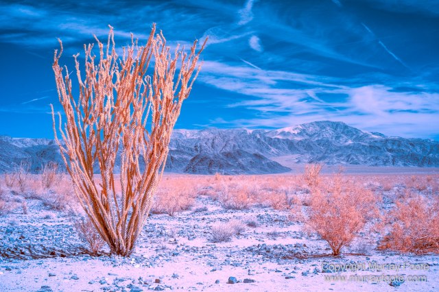 Cholla, Cottonwood Spring, Desert, Hidden Valley, Infrared, Joshua Tree National Park, Jumbo Rocks, Landscape, Nature, Photography, Travel, Wilderness