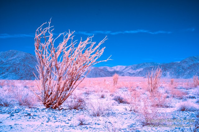 Cholla, Cottonwood Spring, Desert, Hidden Valley, Infrared, Joshua Tree National Park, Jumbo Rocks, Landscape, Nature, Photography, Travel, Wilderness