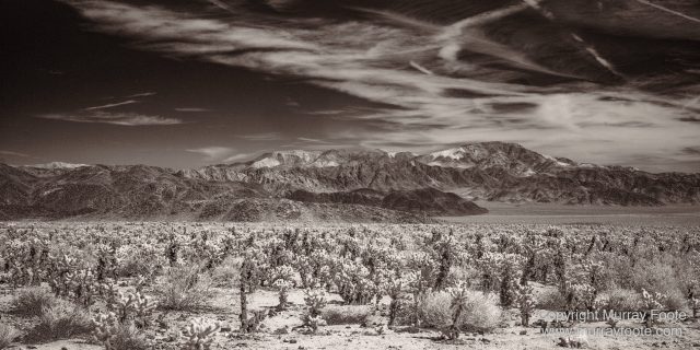 Black and White, Desert, Infrared, Joshua Tree National Park, Landscape, Monochrome, Nature, Photography, Salton Sea, Travel, Wildlife