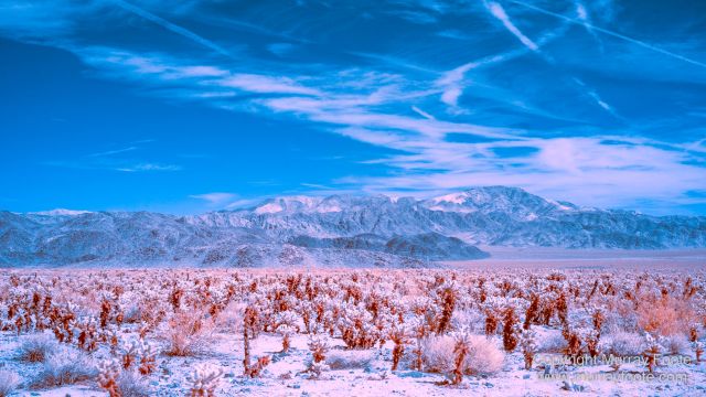 Cholla, Cottonwood Spring, Desert, Hidden Valley, Infrared, Joshua Tree National Park, Jumbo Rocks, Landscape, Nature, Photography, Travel, Wilderness