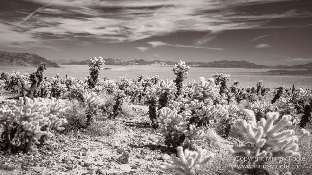 Black and White, Desert, Infrared, Joshua Tree National Park, Landscape, Monochrome, Nature, Photography, Salton Sea, Travel, Wildlife