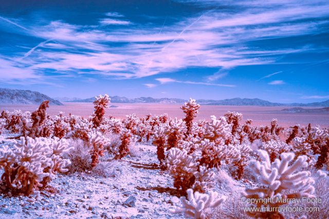 Cholla, Cottonwood Spring, Desert, Hidden Valley, Infrared, Joshua Tree National Park, Jumbo Rocks, Landscape, Nature, Photography, Travel, Wilderness