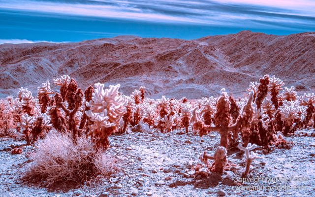 Cholla, Cottonwood Spring, Desert, Hidden Valley, Infrared, Joshua Tree National Park, Jumbo Rocks, Landscape, Nature, Photography, Travel, Wilderness