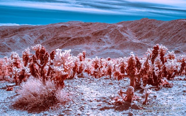 Cholla, Cottonwood Spring, Desert, Hidden Valley, Infrared, Joshua Tree National Park, Jumbo Rocks, Landscape, Nature, Photography, Travel, Wilderness