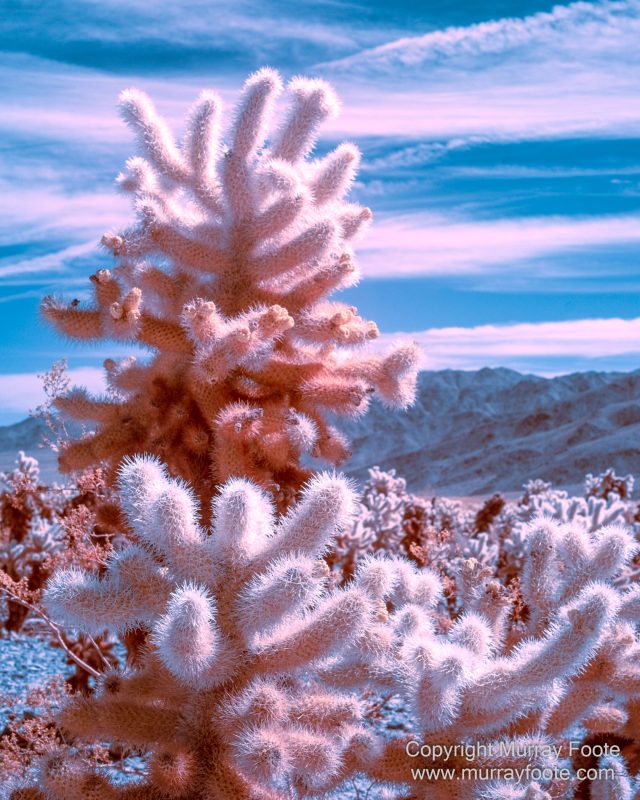 Cholla, Cottonwood Spring, Desert, Hidden Valley, Infrared, Joshua Tree National Park, Jumbo Rocks, Landscape, Nature, Photography, Travel, Wilderness