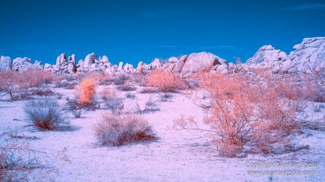 Cholla, Cottonwood Spring, Desert, Hidden Valley, Infrared, Joshua Tree National Park, Jumbo Rocks, Landscape, Nature, Photography, Travel, Wilderness