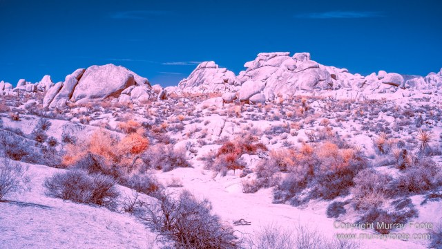 Cholla, Cottonwood Spring, Desert, Hidden Valley, Infrared, Joshua Tree National Park, Jumbo Rocks, Landscape, Nature, Photography, Travel, Wilderness
