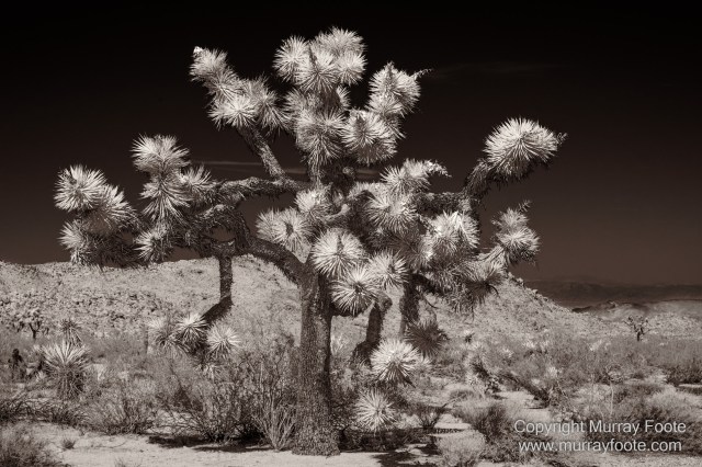Black and White, Desert, Infrared, Joshua Tree National Park, Landscape, Monochrome, Nature, Photography, Salton Sea, Travel, Wildlife