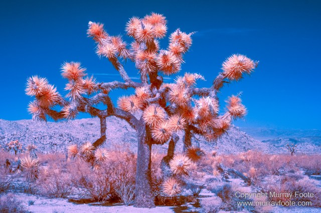 Cholla, Cottonwood Spring, Desert, Hidden Valley, Infrared, Joshua Tree National Park, Jumbo Rocks, Landscape, Nature, Photography, Travel, Wilderness