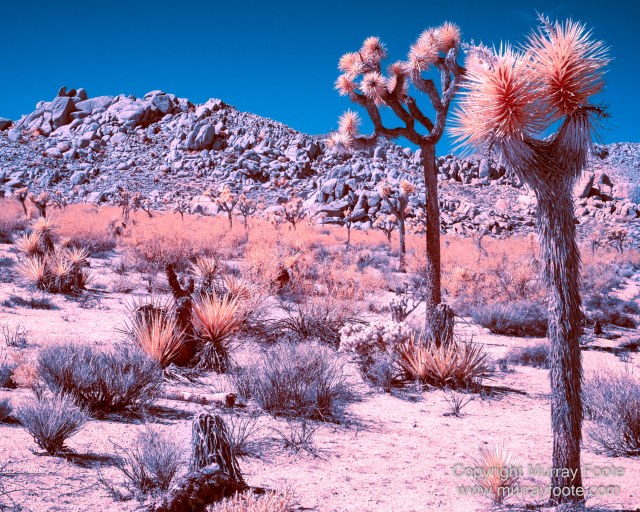 Cholla, Cottonwood Spring, Desert, Hidden Valley, Infrared, Joshua Tree National Park, Jumbo Rocks, Landscape, Nature, Photography, Travel, Wilderness