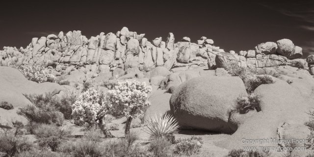 Black and White, Desert, Infrared, Joshua Tree National Park, Landscape, Monochrome, Nature, Photography, Salton Sea, Travel, Wildlife