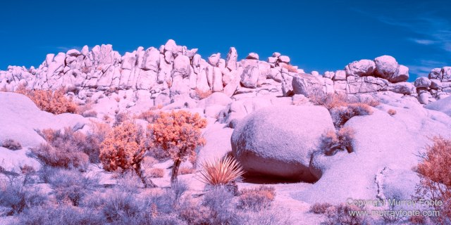 Cholla, Cottonwood Spring, Desert, Hidden Valley, Infrared, Joshua Tree National Park, Jumbo Rocks, Landscape, Nature, Photography, Travel, Wilderness