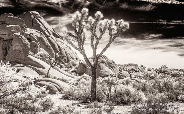 Black and White, Desert, Infrared, Joshua Tree National Park, Landscape, Monochrome, Nature, Photography, Salton Sea, Travel, Wildlife