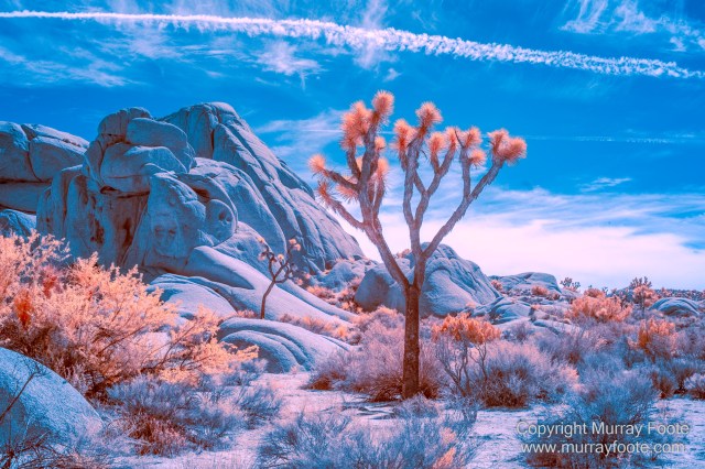 Cholla, Cottonwood Spring, Desert, Hidden Valley, Infrared, Joshua Tree National Park, Jumbo Rocks, Landscape, Nature, Photography, Travel, Wilderness
