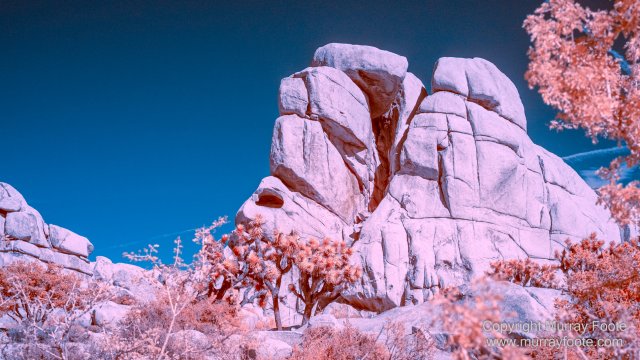 Cholla, Cottonwood Spring, Desert, Hidden Valley, Infrared, Joshua Tree National Park, Jumbo Rocks, Landscape, Nature, Photography, Travel, Wilderness