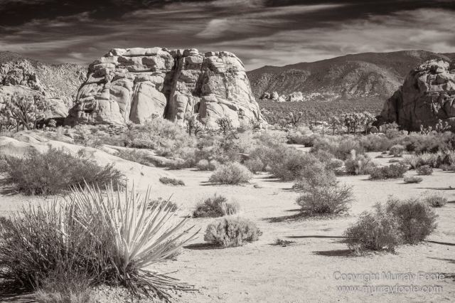 Black and White, Desert, Infrared, Joshua Tree National Park, Landscape, Monochrome, Nature, Photography, Salton Sea, Travel, Wildlife