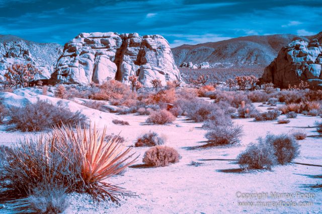 Cholla, Cottonwood Spring, Desert, Hidden Valley, Infrared, Joshua Tree National Park, Jumbo Rocks, Landscape, Nature, Photography, Travel, Wilderness