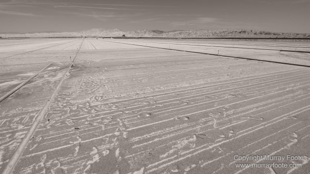 Black and White, Desert, Infrared, Joshua Tree National Park, Landscape, Monochrome, Nature, Photography, Salton Sea, Travel, Wildlife