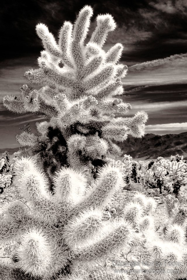 Black and White, Desert, Infrared, Joshua Tree National Park, Landscape, Monochrome, Nature, Photography, Salton Sea, Travel, Wildlife